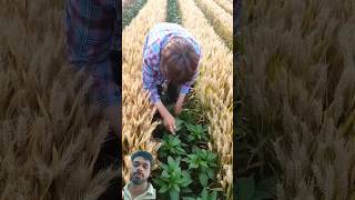 Chilli and wheat intercroping😍agricultureintercroppingchilliwheatshortsgreenscreen [upl. by Euqinor]