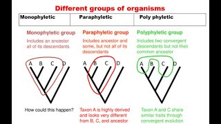 8 Monophyletic paraphyletic and polyphyletic group [upl. by Ellary]