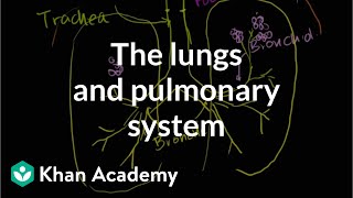 The lungs and pulmonary system  Health amp Medicine  Khan Academy [upl. by Schell]