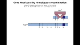 Homologous Recombination IV [upl. by Bodwell735]