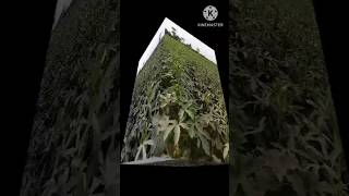 shorts👨‍❤️‍💋‍👩💏 lady finger growing time lapse [upl. by Lucienne]