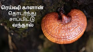 ரெய்ஷி காளான் தொடர்ந்து சாப்பிட்டு வந்தால்  Reishi Mushroom Health Benefits [upl. by Ellertal329]