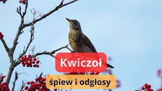 Kwiczoł odgłosy  śpiew kwiczoła  jak wygląda ten ptak [upl. by Zebedee]