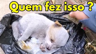 QUEM FEZ ISSO COM ESSE POBRE CÃOZINHO😥 [upl. by Aisya]