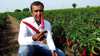 Swati seeds हामिरची रेशमा084 Mo94267 01432 94260 67260 [upl. by Ynove652]