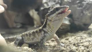 Cordylus tropidosternum  Tropical Girdled Lizard Feeding [upl. by Ahtabat196]