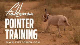 English pointer  Working in the fields [upl. by Kristianson]