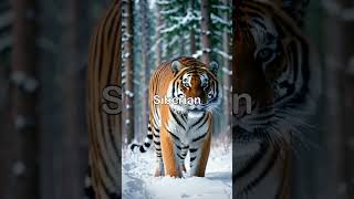 The Siberian Tiger The Largest and Rarest Tiger Subspecies [upl. by Riamu]