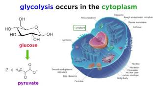 Cellular Respiration Part 1 Glycolysis [upl. by Dranyar576]