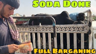 Soda Done 😍  Palosi Mandi Peshawar  Full Bargaining  Rate Munasib [upl. by Hokanson]