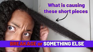 REQUESTED Is This BREAKAGE or GROWTH  Long 4C Hair Haircare [upl. by Tenahs]