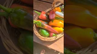 overwintering pepper plants  try for early harvest [upl. by Annitsirhc]