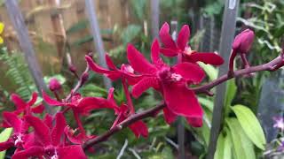 Renanstylis Bangkok Beauty nature orchids blooms [upl. by Nhguavoj60]