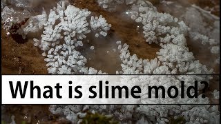 Introduction to Slime Molds Myxomycete Edition [upl. by Stutzman631]