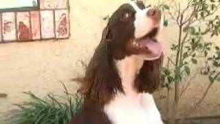 English Springer Spaniel [upl. by Osy]