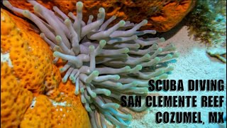 SCUBA Diving San Clemente Reef Cozumel Mexico 121023 [upl. by Sankaran]