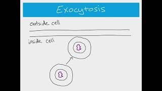 AS Biology  Active transport Endocytosis and Exocytosis [upl. by Marsha]