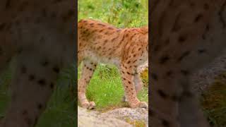 This Eurasian lynx is leisurely strolling in the wild wildlife lynx [upl. by Kovacev178]