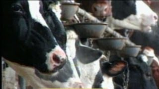 Mad Cow Disease Discovered in US Cattle At California Dairy Farm [upl. by Ezequiel]