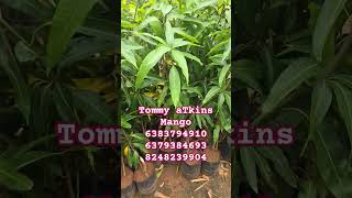 Tommy Atkins mango fruit RARAE mango plant [upl. by Meekahs]