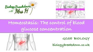 Homeostasis The Control of Blood Glucose Concentration [upl. by Zetta796]