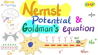 Nernst Potential and Goldmans Equation  Nerve Physiology [upl. by Asaph]