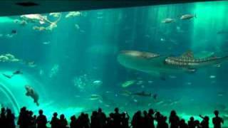 Okinawa Churaumi Aquarium [upl. by Ymrots823]