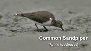 Sandpiper  Common Sandpiper Bird Call and Pictures for Teaching BIRDSONG [upl. by Ahsener]