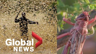 Coronavirus outbreak East Africa hit by second locust invasion as it battles COVID19 [upl. by Sitoel]