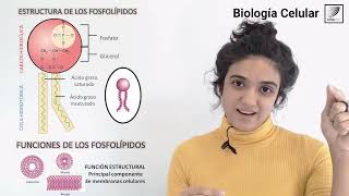 8Biología Celular Estructura y función de los Lípidos [upl. by Aneeroc]