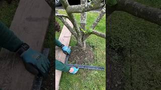 We Edged a Square Around This Tree diy shorts lawn garden gardening satisfying [upl. by Zosema]