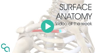 Surface Anatomy and Massage techniques for Subclavius [upl. by Mitchel410]