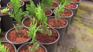 Were Going to Grow a Privacy Hedge of Thuja Green Giant Arborvitae [upl. by Rior349]