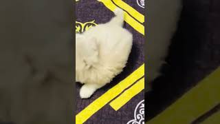 Beautiful fluffy kitten song music punjabisong catshorts musiccat cat cutecat catlover [upl. by Damha293]