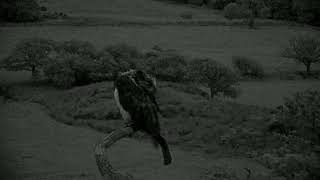 Bywyd Gwyllt Glaslyn Wildlife  Ffrwd Byw  Live Stream [upl. by Edith333]