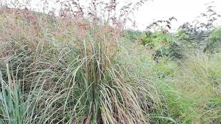 Citronella Grass Cymbopogon nardus [upl. by Verada]