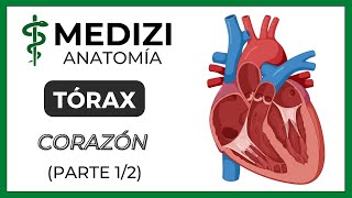 Anatomía del Tórax  Corazón Parte 12 [upl. by Aizat]