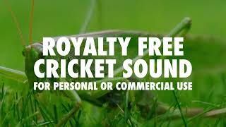 Cricket Sound Effect HQ Royalty Free [upl. by Studdard]