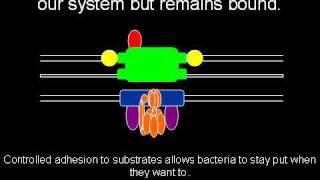 The Evolution of the Flagellum [upl. by Demahom]