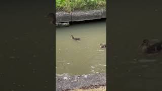 Ducks at Hawkesbury Junction CoventryBedworth August 24 [upl. by Marci]