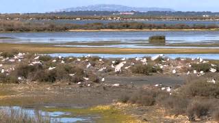 Les étangs Palavasiens un site Natura2000 [upl. by Onitnevuj]