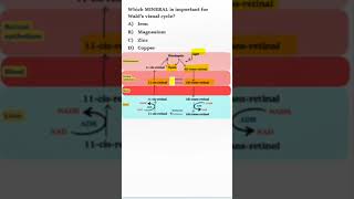 NEETPG BIOCHEMISTRY MCQs  Walds Visual Cycle [upl. by Yelekreb]