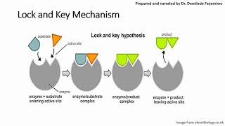 Chapter 31 Introduction to Enzymes [upl. by Nyrem]