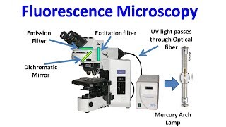 Fluorescence Microscopy [upl. by Olrac977]