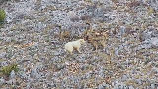 La volpe è un animale furbo Cosa fare se ne incontri una [upl. by Aerahs]