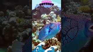 Fish Box coralreefs fish animals ocean facts scubadiving fishing mermaid marinebiology [upl. by Leuqcar522]