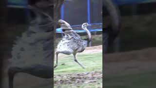 The Best Musical Running  Ostrich Grace  Animal Musicians  Shorts [upl. by Caspar764]