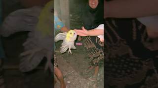 MALEM MALEM NANGKEP BURUNG HANTU viralvideo shorts [upl. by Ahel804]