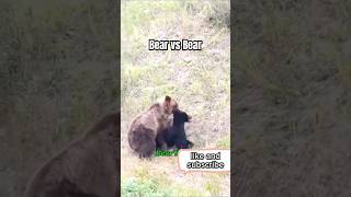 Bear vs Bearyoutube youtubeshorts bear bears animals shortsvideo shortvideo vairalvideo [upl. by Newg]