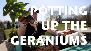 POTTING UP MY SEED GROWN GERANIUMS the story of geranium seeds and other ramblings  VLOG [upl. by Carola979]